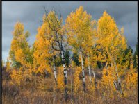A29A6130 : Scenery and Foliage, Yellowstone