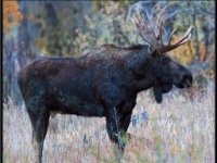 P6A3675 : Wildlife, Yellowstone