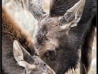 P6A4322 : Wildlife, Yellowstone