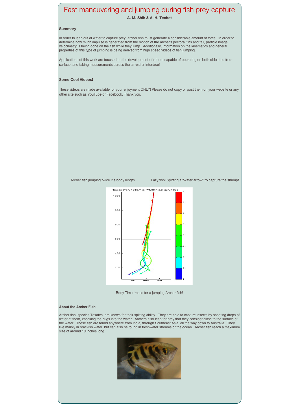 Fast maneuvering and jumping during fish prey capture
A. M. Shih & A. H. Techet

Summary

In order to leap out of water to capture prey, archer fish must generate a considerable amount of force.  In order to determine how much impulse is generated from the motion of the archer's pectoral fins and tail, particle image velocimetry is being done on the fish while they jump.  Additionally, information on the kinematics and general properties of this type of jumping is being derived from high speed videos of fish jumping. 

Applications of this work are focused on the development of robots capable of operating on both sides the free-surface, and taking measurements across the air-water interface! 


Some Cool Videos! 

These videos are made available for your enjoyment ONLY! Please do not copy or post them on your website or any other site such as YouTube or Facebook. Thank you. 


￼       ￼
            Archer fish jumping twice it’s body length                 Lazy fish! Spitting a “water arrow” to capture the shrimp!

￼

Body Time traces for a jumping Archer fish! 


About the Archer Fish

Archer fish, species Toxotes, are known for their spitting ability.  They are able to capture insects by shooting drops of water at them, knocking the bugs into the water.  Archers also leap for prey that they consider close to the surface of the water.  These fish are found anywhere from India, through Southeast Asia, all the way down to Australia.  They live mainly in brackish water, but can also be found in freshwater streams or the ocean.  Archer fish reach a maximum size of around 10 inches long.  

￼
