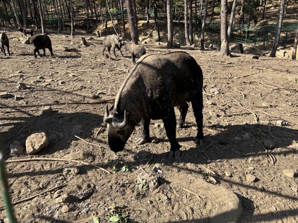 A takin
