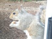 squirrel holding hands