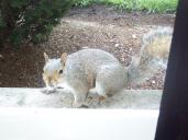 wary squirrel in window