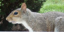 squirrel in window