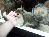 squirrel holding hands