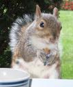 squirrel with peanut