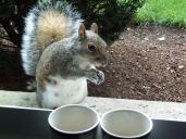 squirrel with piece of walnut