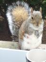 squirrel with piece of walnut