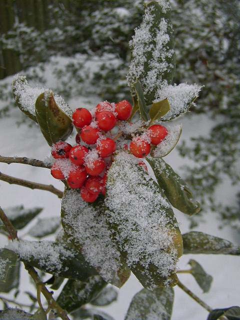 flower-holly-winter-portrait