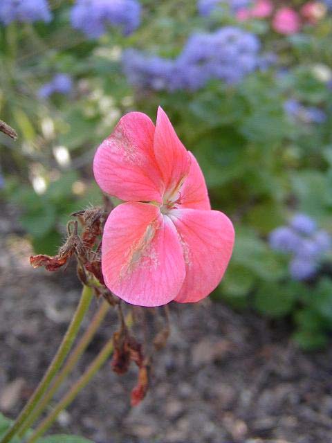 flower-pink-geranium