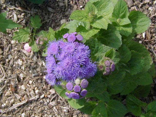 flower-purple-spiky