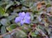 flower-blue-in-ivy