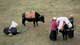 Yaks in Tengboche