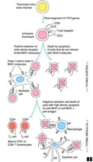 Thymic Selection