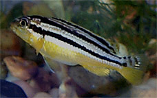 Melanochromis auratus