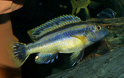 Melanochromis chipokae