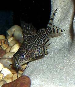 Synodontis eupterus