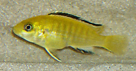 Labidochromis caeruleus