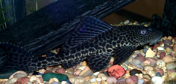 Labidochromis caeruleus