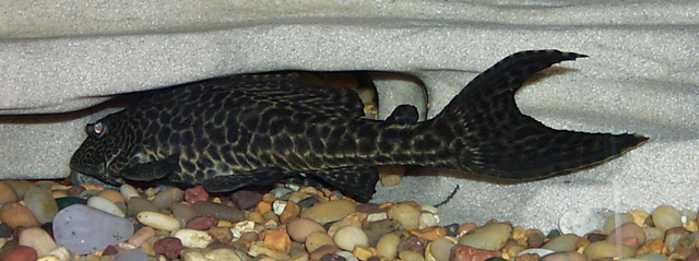 Fish and dragon rock