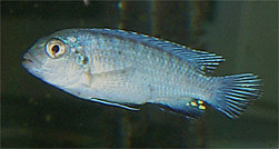 Pseudotropheus socolofi