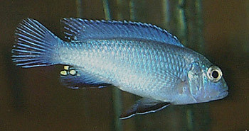 Pseudotropheus socolofi