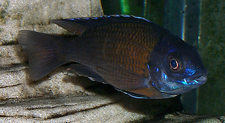 Copadichromis borleyi