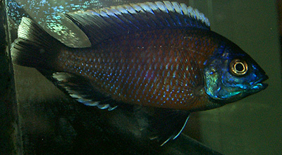 Copadichromis borleyi