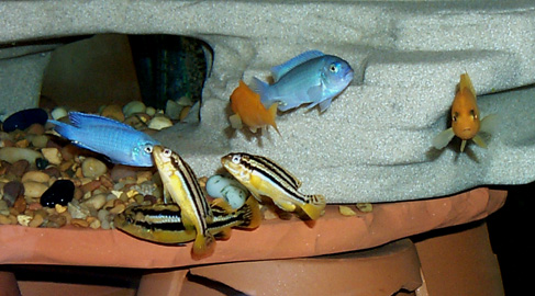 Fish fighting