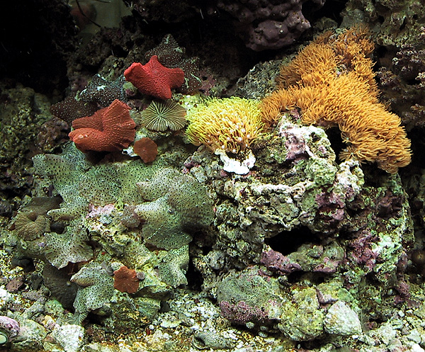 Mushrooms and star polyps