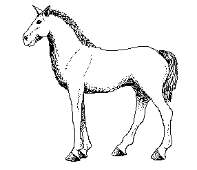 horse profile