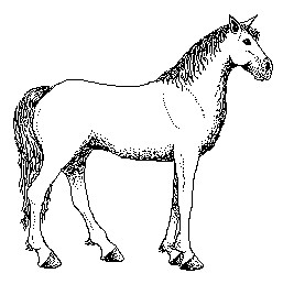 horse profile